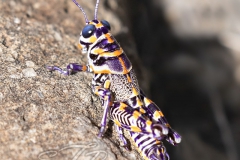 Dactylotum Bicolor